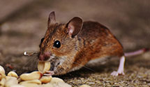 24 Hour & Emergency Exterminators in Jackson Springs, NC